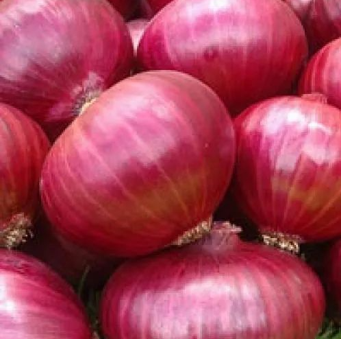 RED ONIONS (DUBAI , KUWAIT,QATAR) QUALITY